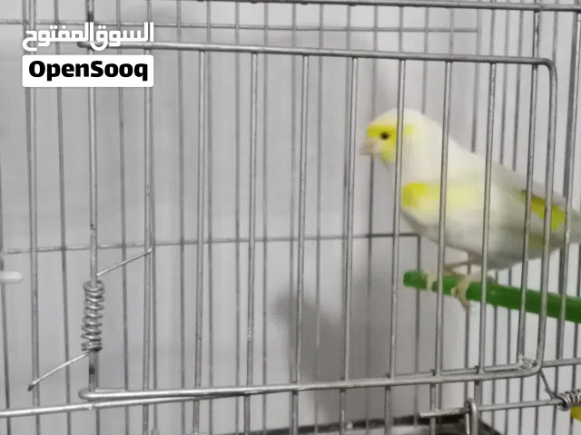 عصفور كنار فحل نار نوع موزاييك ما شاء الله
