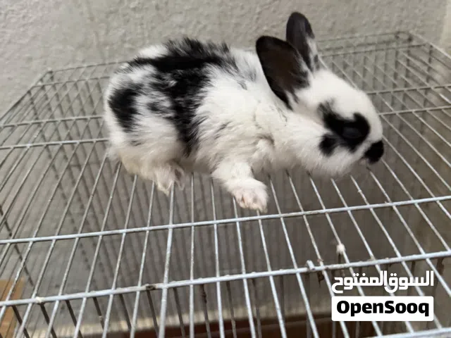 ارانب صغثره للبيع