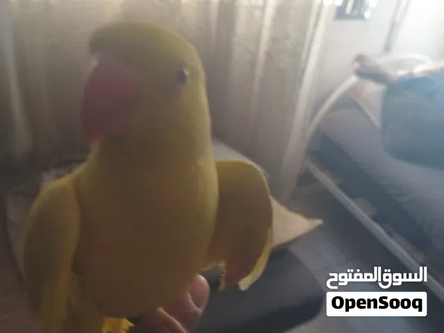 ببغاء دره اصفر أليف ذكر بدايه طوق محجل