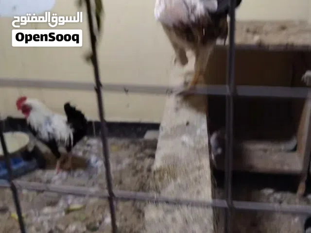 سيت دجاج دنراوي ثنين وديج