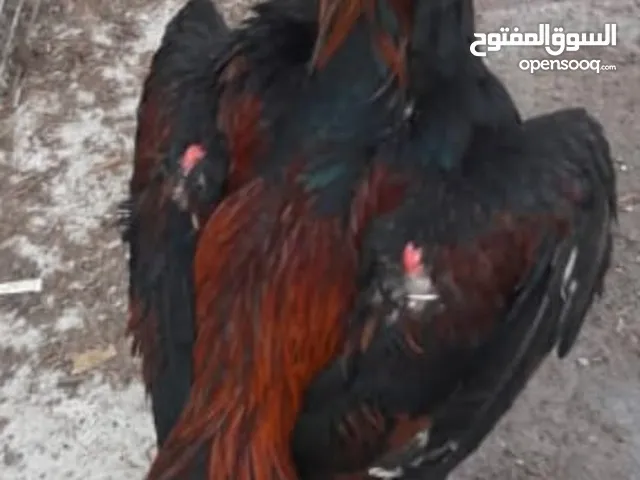 aseel chicken