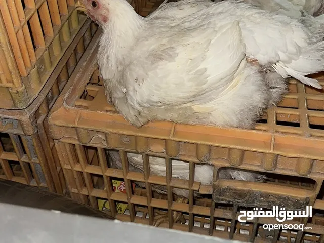 دجاج لحم العمر حالياً 45 يوم