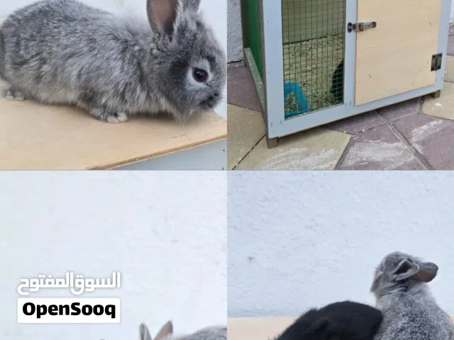 زوج ارانب للبيع مع القفص في منطقه الشارقة