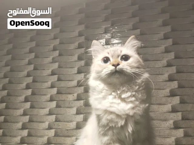 قطه للتبني