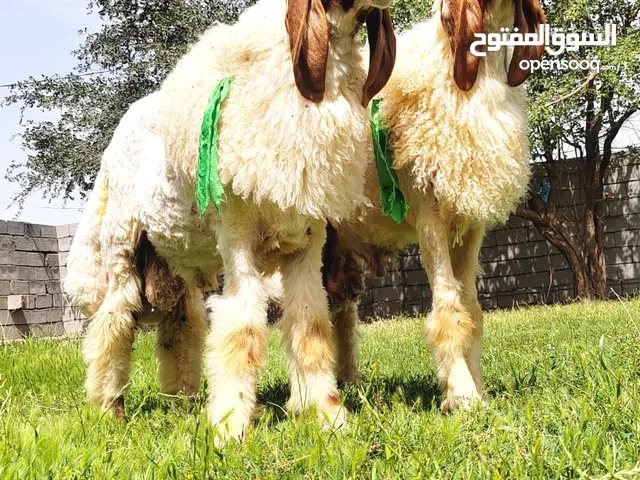 فحل كريشي خط اول بعده ورجين مامبدل ولا سن مكان شط العرب الجزيره