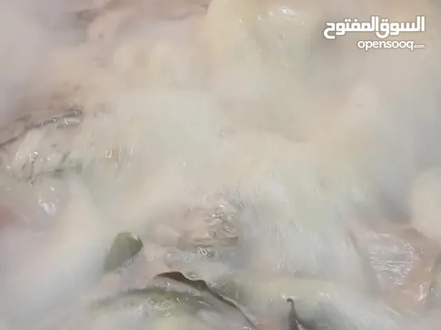 شيف محترف من البيضاء