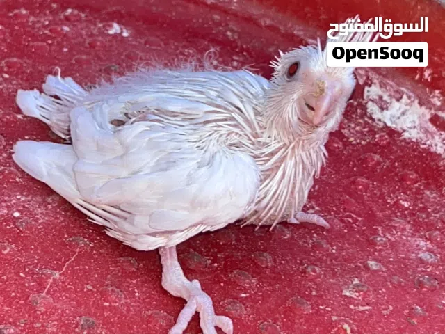 طرف كوكتيل البينو عين حمره لترويض