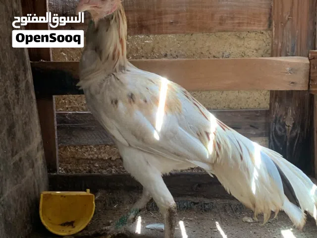 ديك بكستاني هيرا