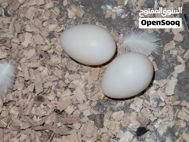 عصفير كوكتيل