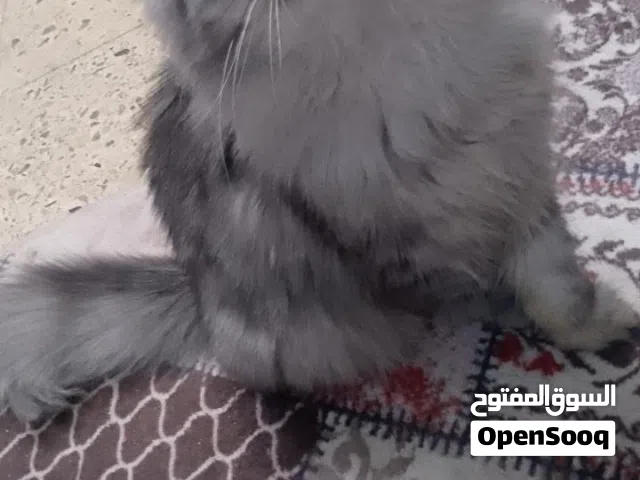 قطط للبيع العمر7 اشهر بصحه جيدا