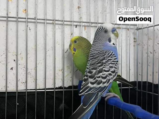 عصافير بادجي