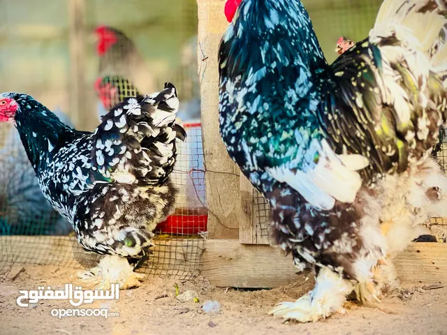 بسم الله توكلنا علي الله اذكرو الله كوبيا براهما فولي فروج ودجاجه كوبيه منتجه مواصفات وحجم ربي يب