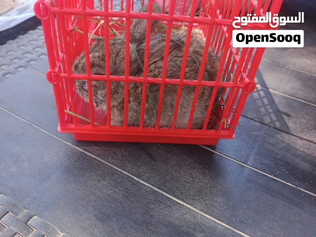 ارنب صغير للبيع