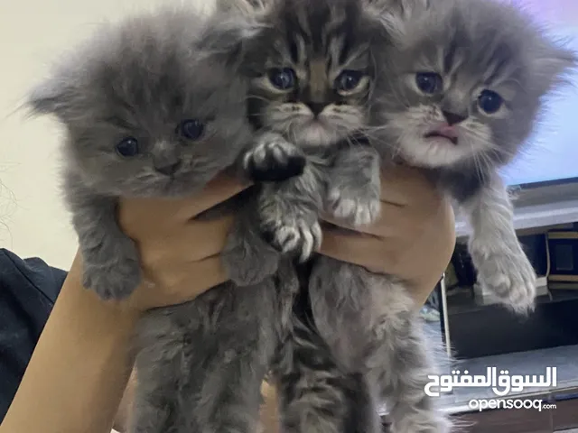 قطط كيتن للبيع بالخبر