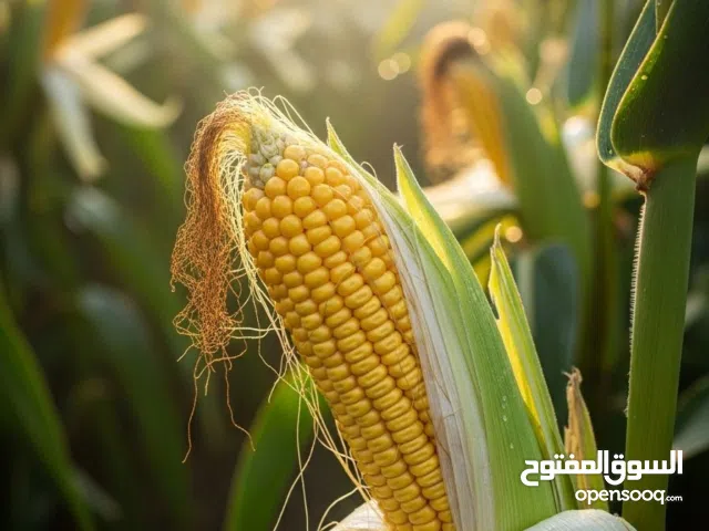 مطلوب عاجل ذرة و فول الصويا