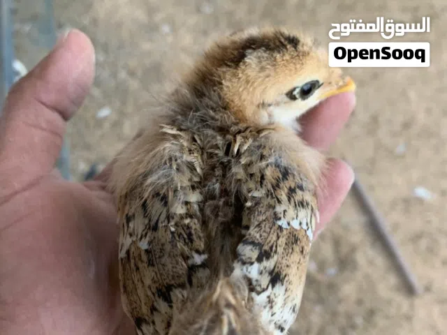 شواشيو عربيي لون الزهري