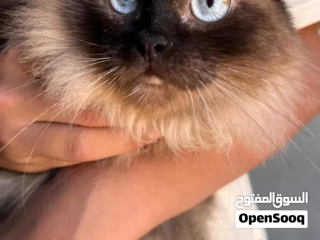 قطوس هملايا