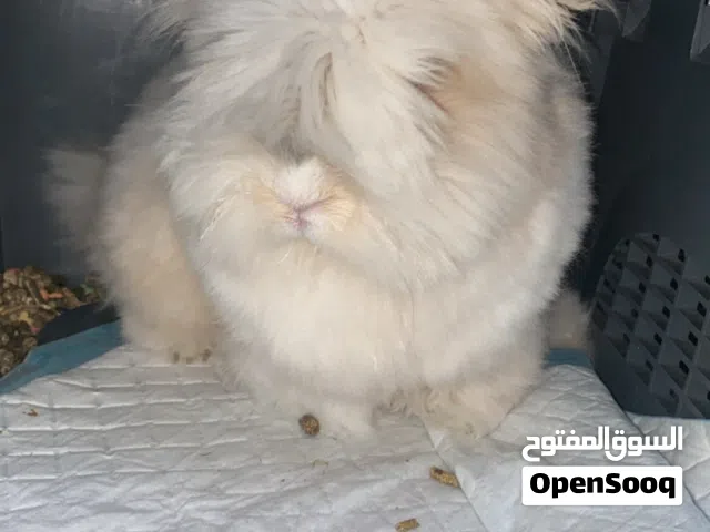للبيع أرنب الوصف مهم
