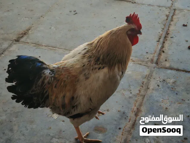 ديك العمر 7 أشهر