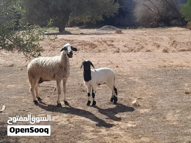 نعجه وطنيه مشالله تحتها فطيمه سلاله ربي يبارك سنها اول جمع ضرعها سليم محصنه وسليمه