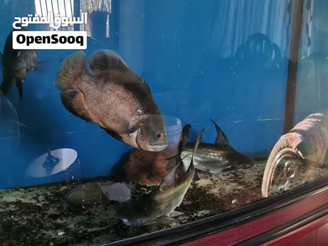 3 أوسكار 2 هايفين  احجام كبيرة للبيع لعدم التفرغ