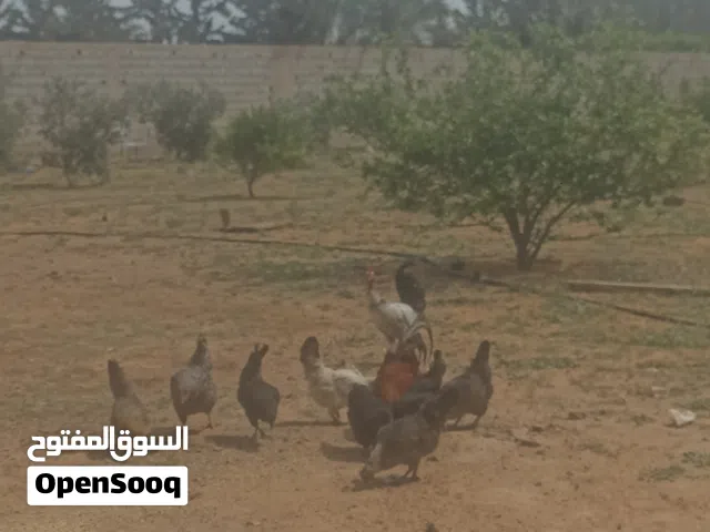 دراجات ربي يبارك يدحو 8 دجاجات وحده تحته زوز فلاليس وفروجين  ومع الشاري منقصروش السعر 500 وساهل