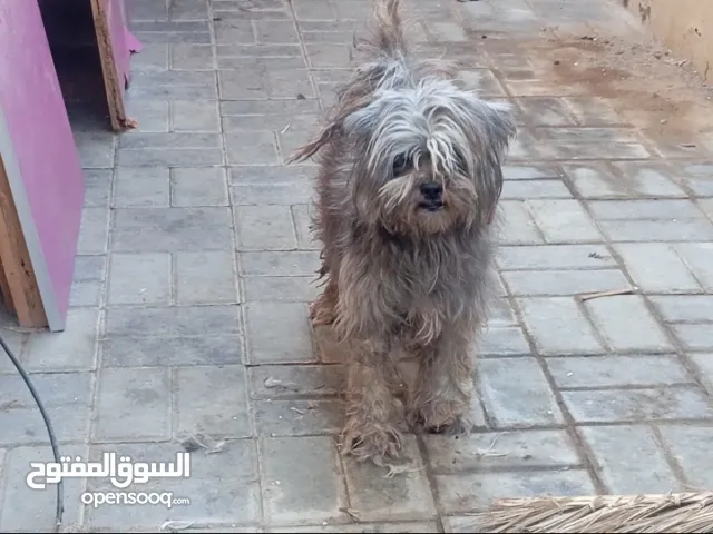 شيتزو أنثى للبيع او البدل تواصل واتس فقط