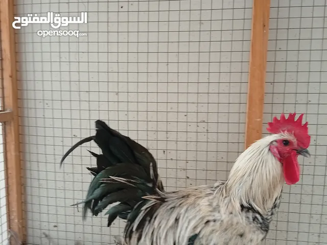 ديك فيومي بصحة ممتازة