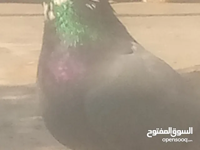 حمام لل بيع لدواعي اسفر