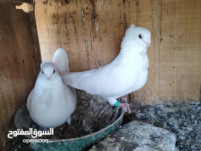 زوج ارافيل للبيع و زوج ستلايت