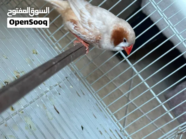 للجادين فقط للبيع  زيبرا اورانج ذكر واحد فقط بصحه ممتازه كان منتج الأنثى ماتت على السوم توصيل برسوم