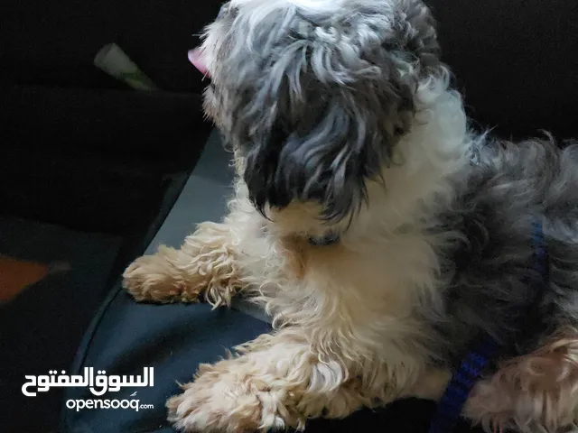 RUSH SALE: Adorable Shih Tzu Male with passport healthy and friendly!
