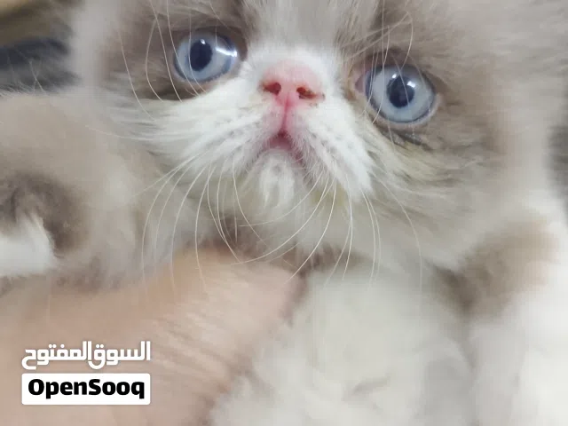 هيمالايا باي كلر