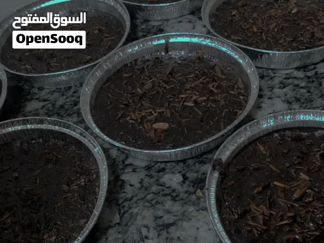 بخور سيدتي عدني ولحجي