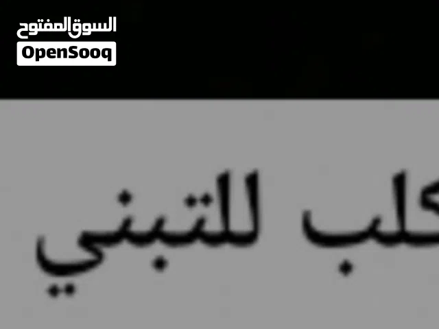كلب للتبني