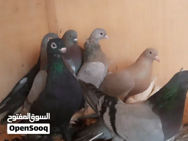 شقلاب هزاز واسباني