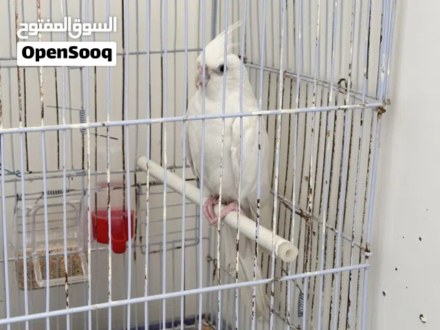 دكر البينو الله يبارك
