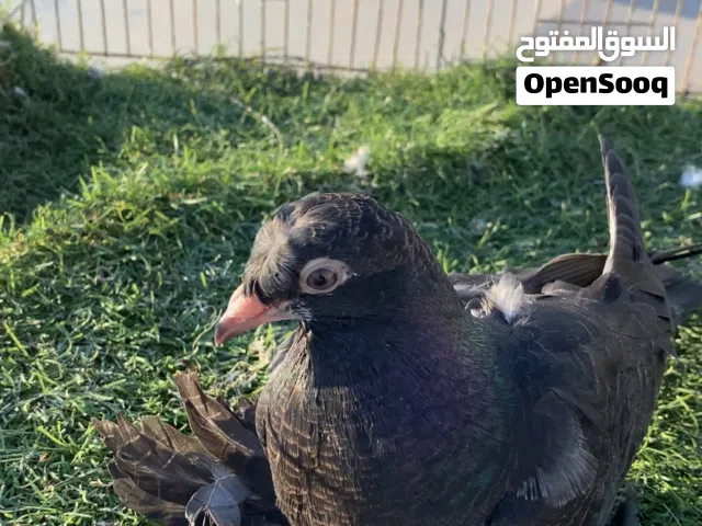 فراااخ فطم جديد (7)