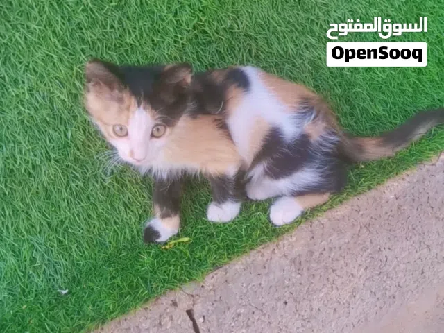 انتيا لتبني اقرا الوصف