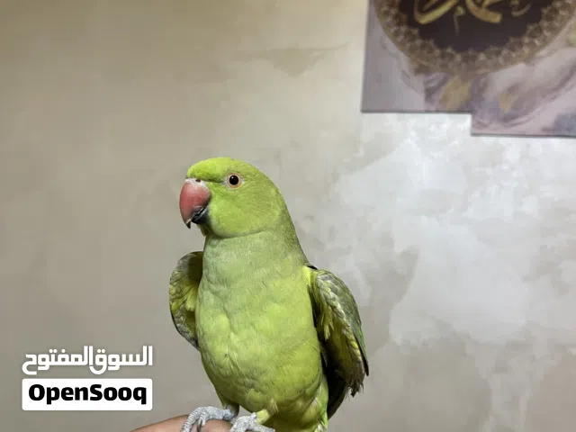 عصفور ببغاء دره