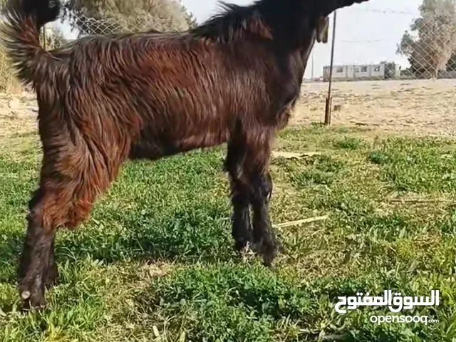 جدي نادر توب ..عطافي...العمر اربع شهور ..