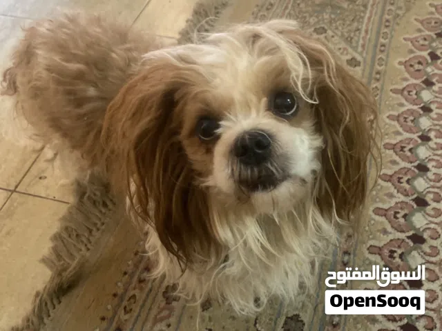 كلاب للبيع او بدل على دراجة 100 سيسي