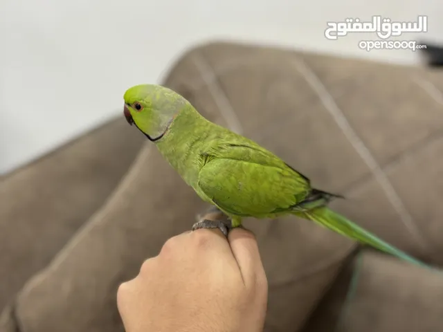 ببغاء درة للبيع