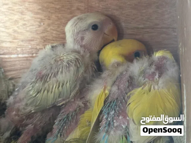 فروخ روز للغر و التدريب ( اقرأ الوصف )