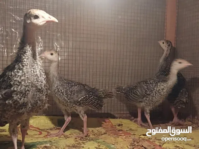 للبيع كتاكيت رومي عمر شهر