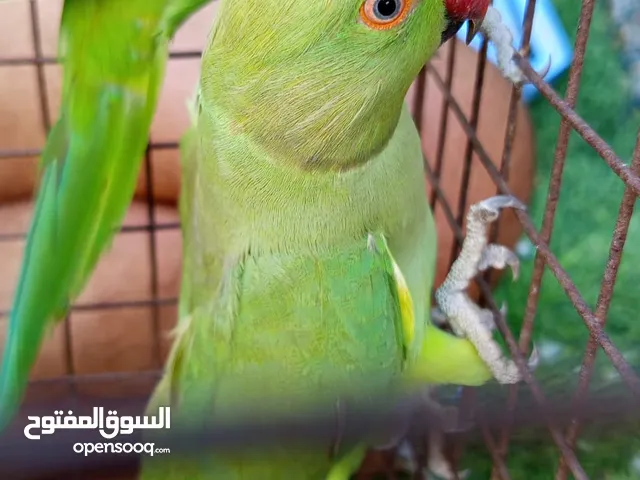 بغبغاء الدره