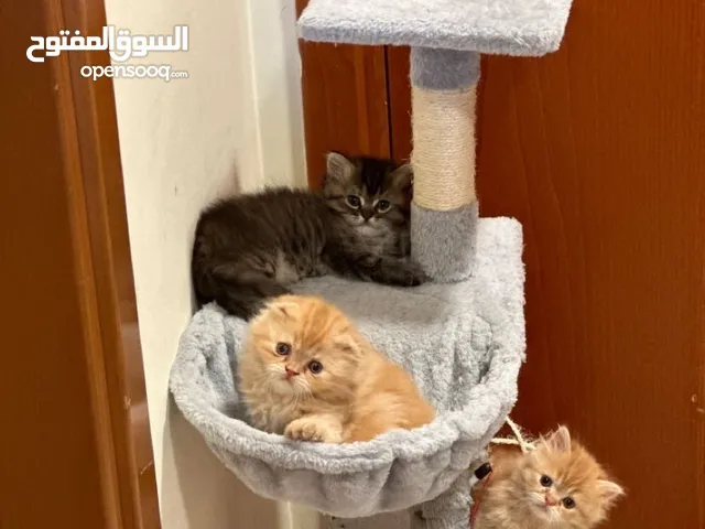 شيراز ذكر و انثى عمر شهر متعودين على لتر بوكس بصحه جيده جدا الحمد لله و نظاف جداً