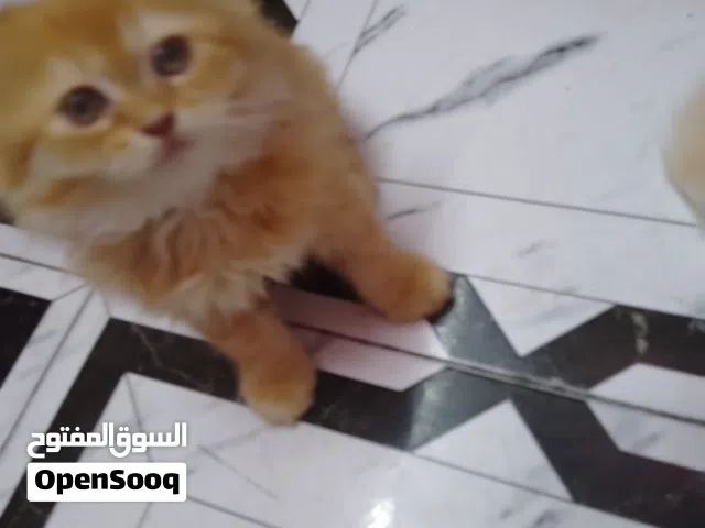قط ذكر للبيع