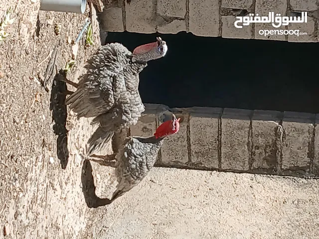 ديوك حبش فراخ بدايه خيرهم