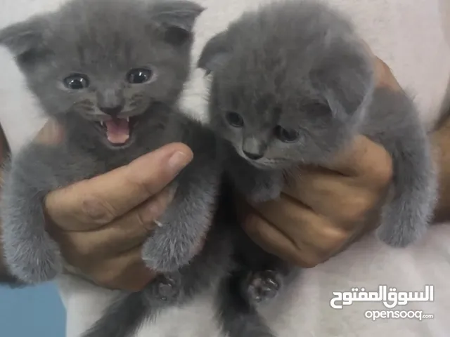 Scottish fold kittens